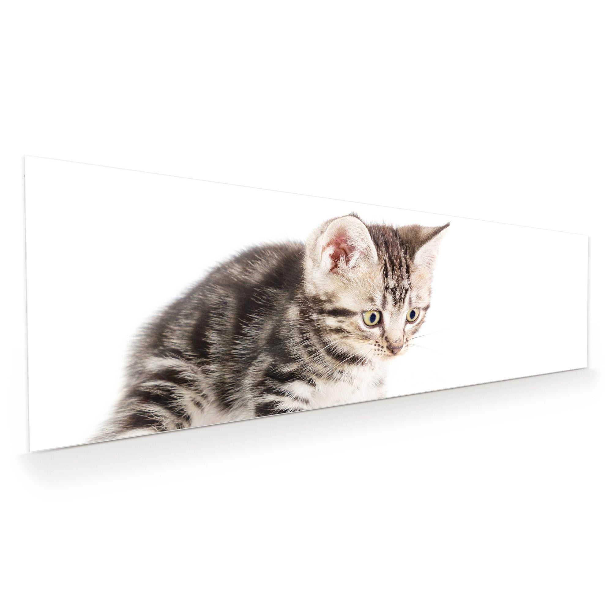 Wandbild - Katze fokussiert den Boden