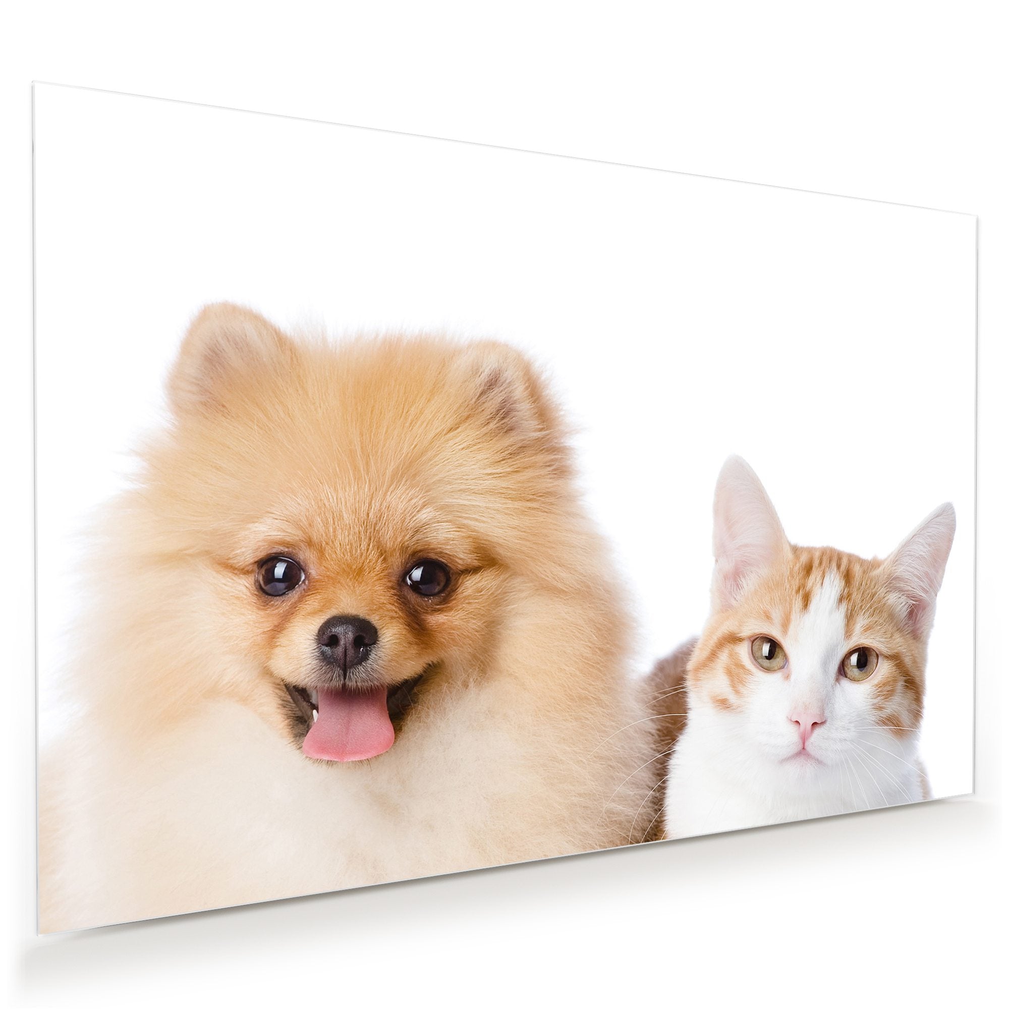 Wandbild - Katze und kleiner Hund