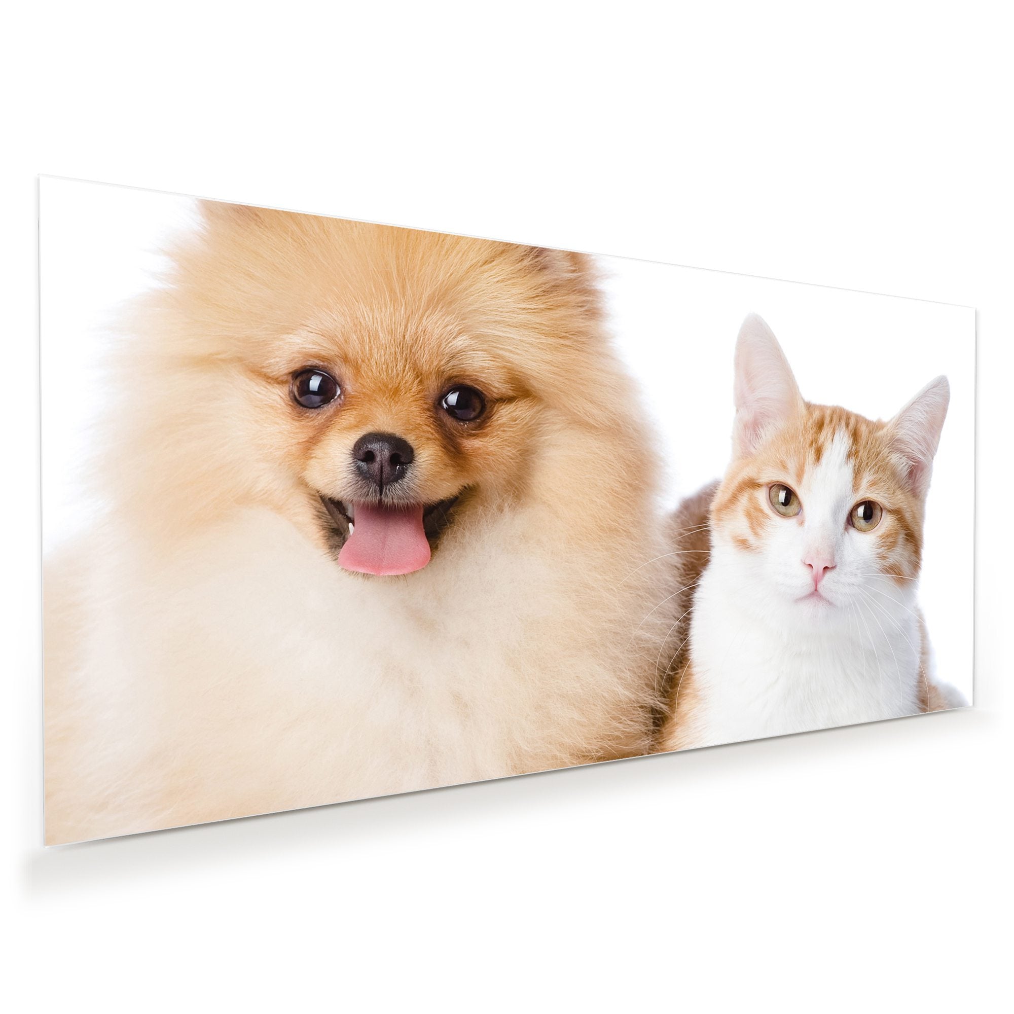 Wandbild - Katze und kleiner Hund