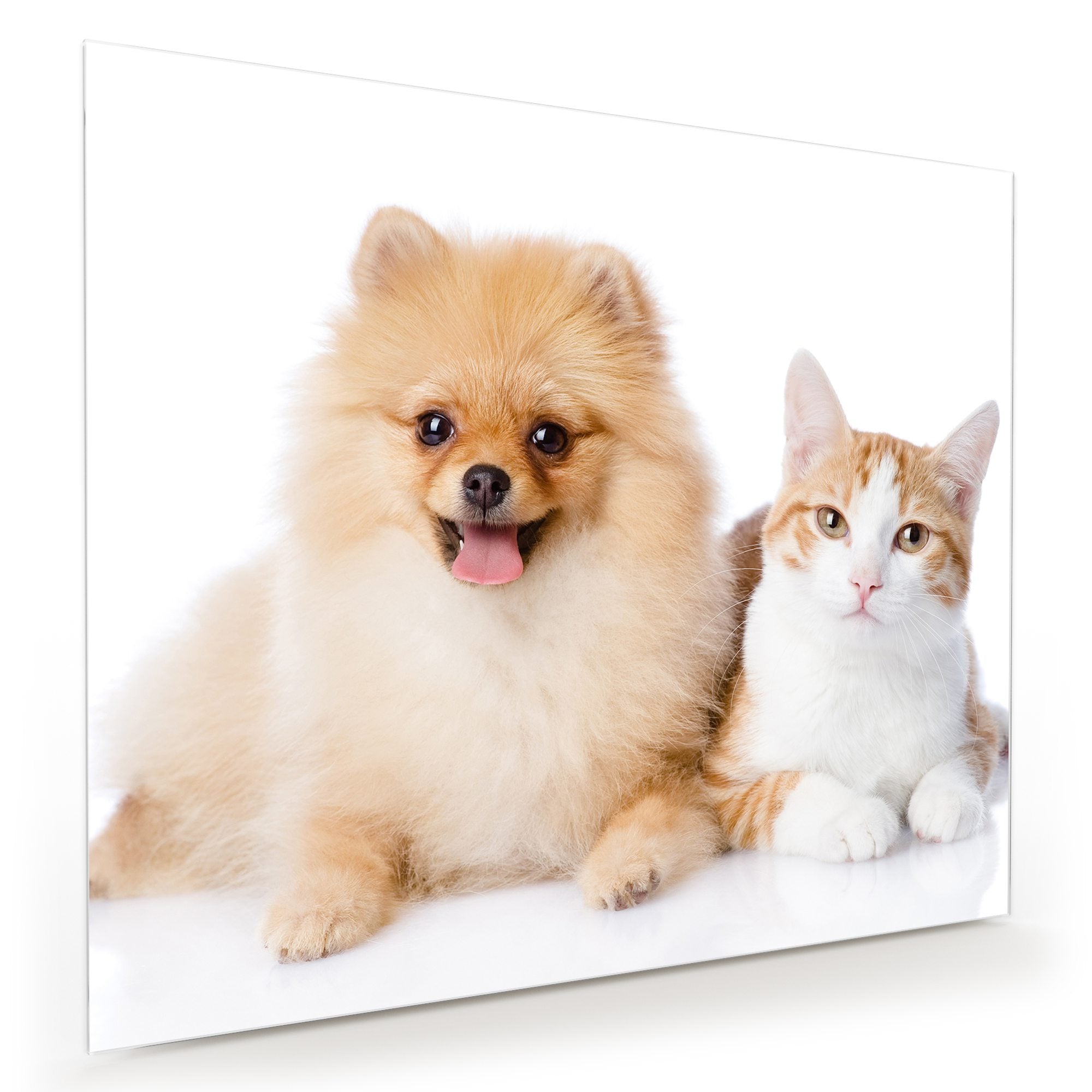 Wandbild - Katze und kleiner Hund