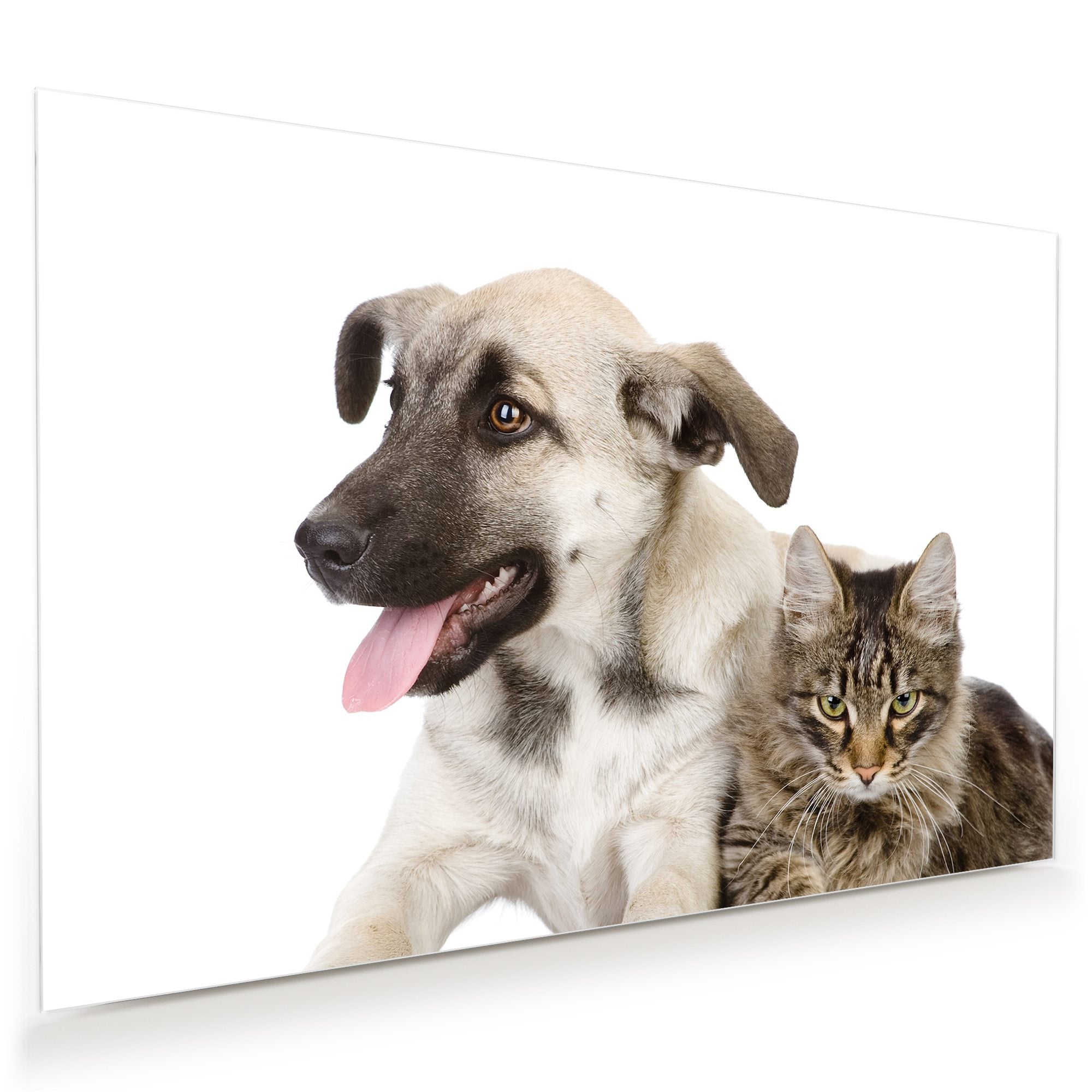 Wandbild - Hund und Katze liegend