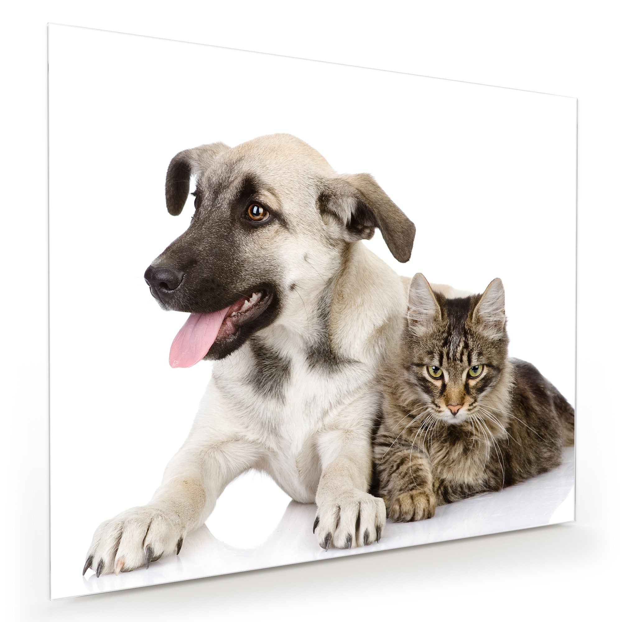 Wandbild - Hund und Katze liegend