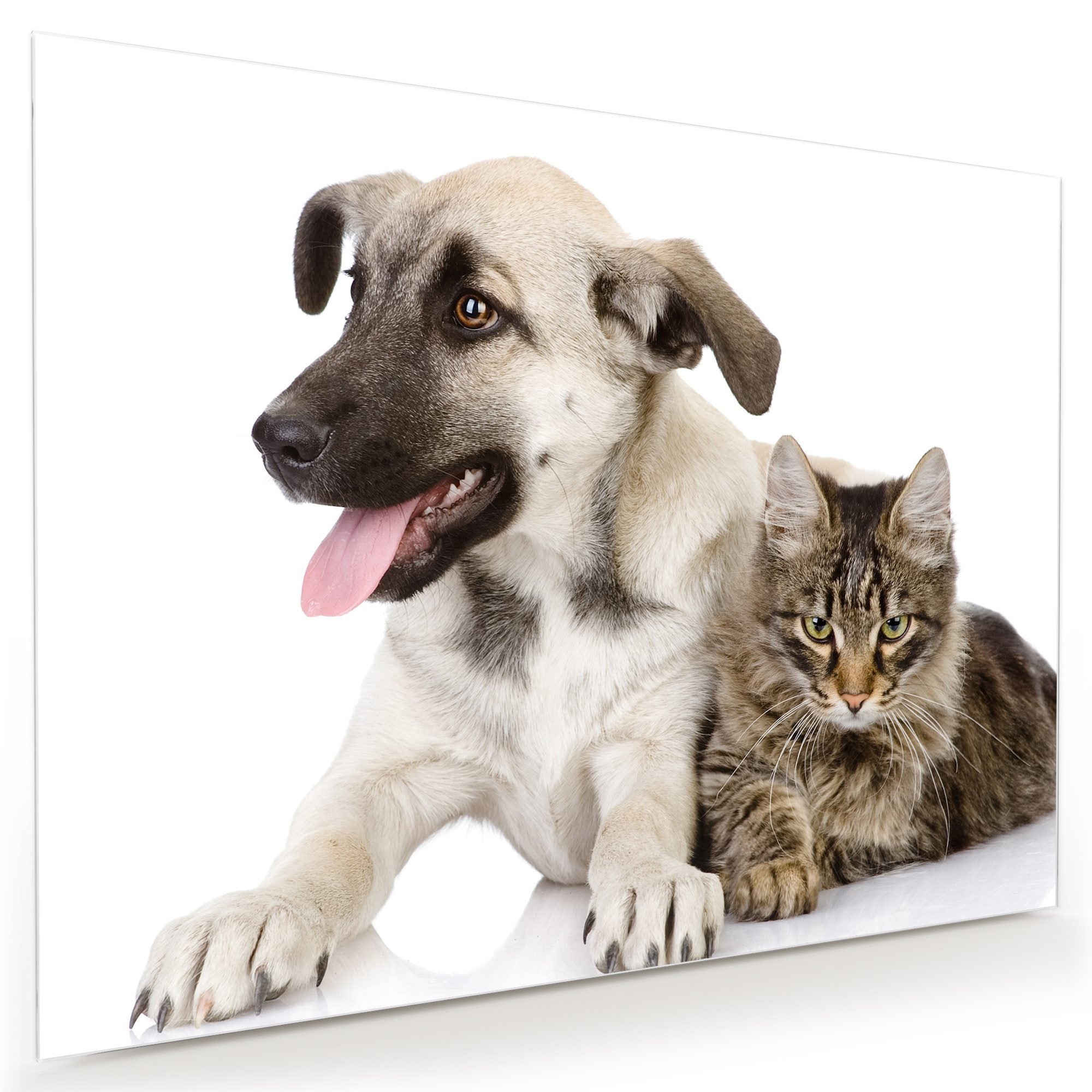 Wandbild - Hund und Katze liegend