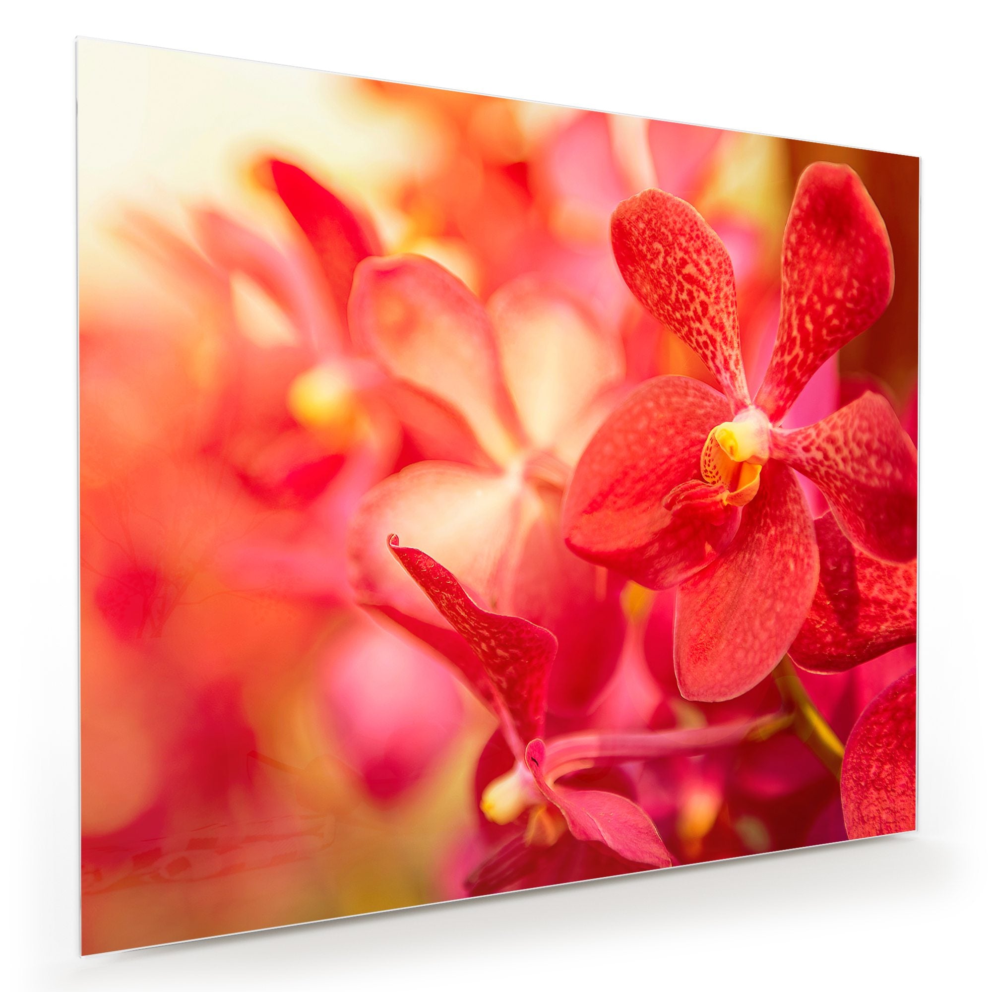 Wandbild - Orchideen