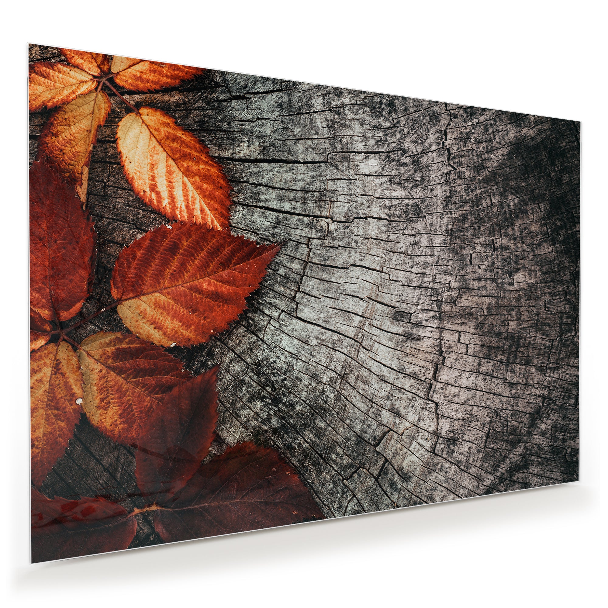 Wandbild - Herbstblätter auf Stamm