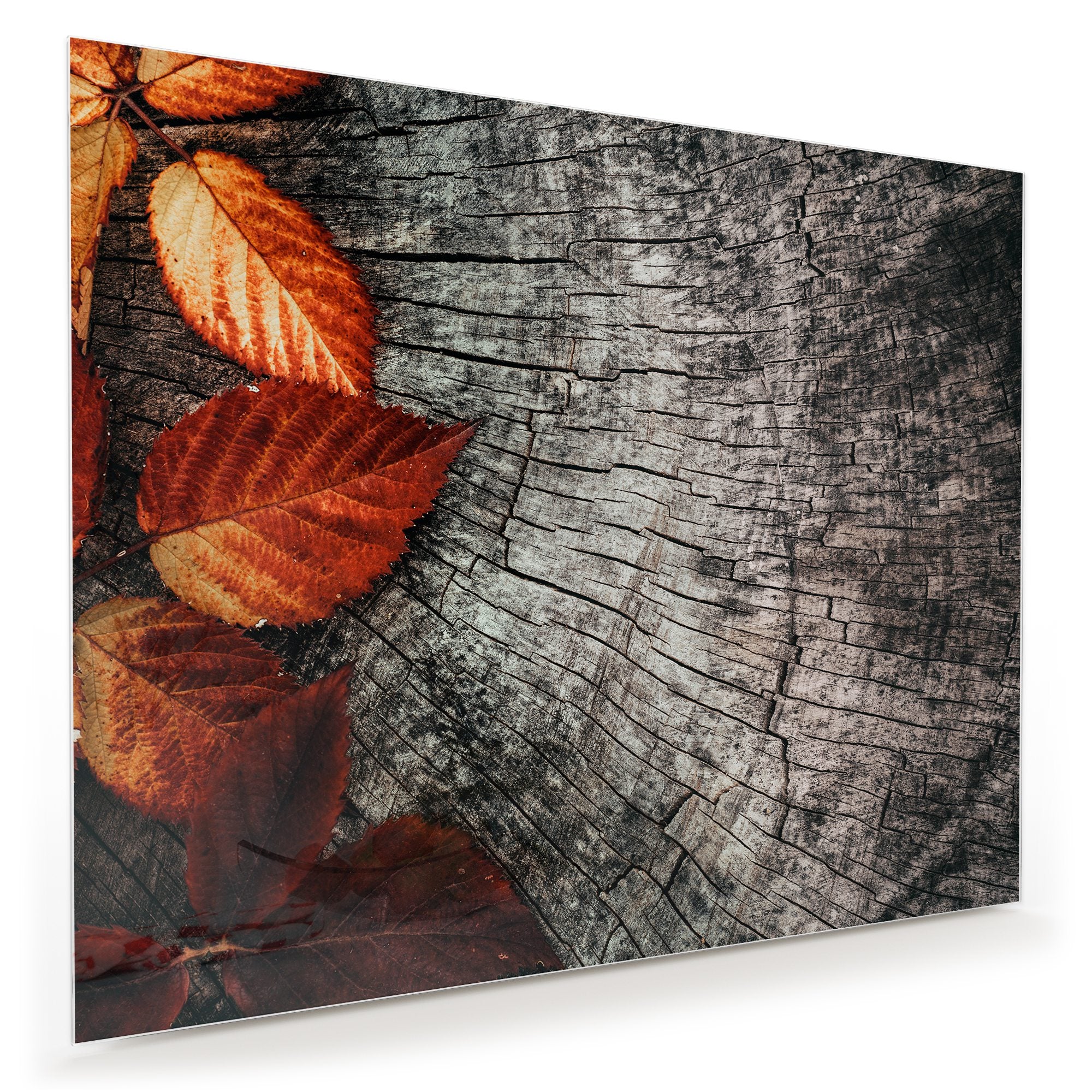 Wandbild - Herbstblätter auf Stamm