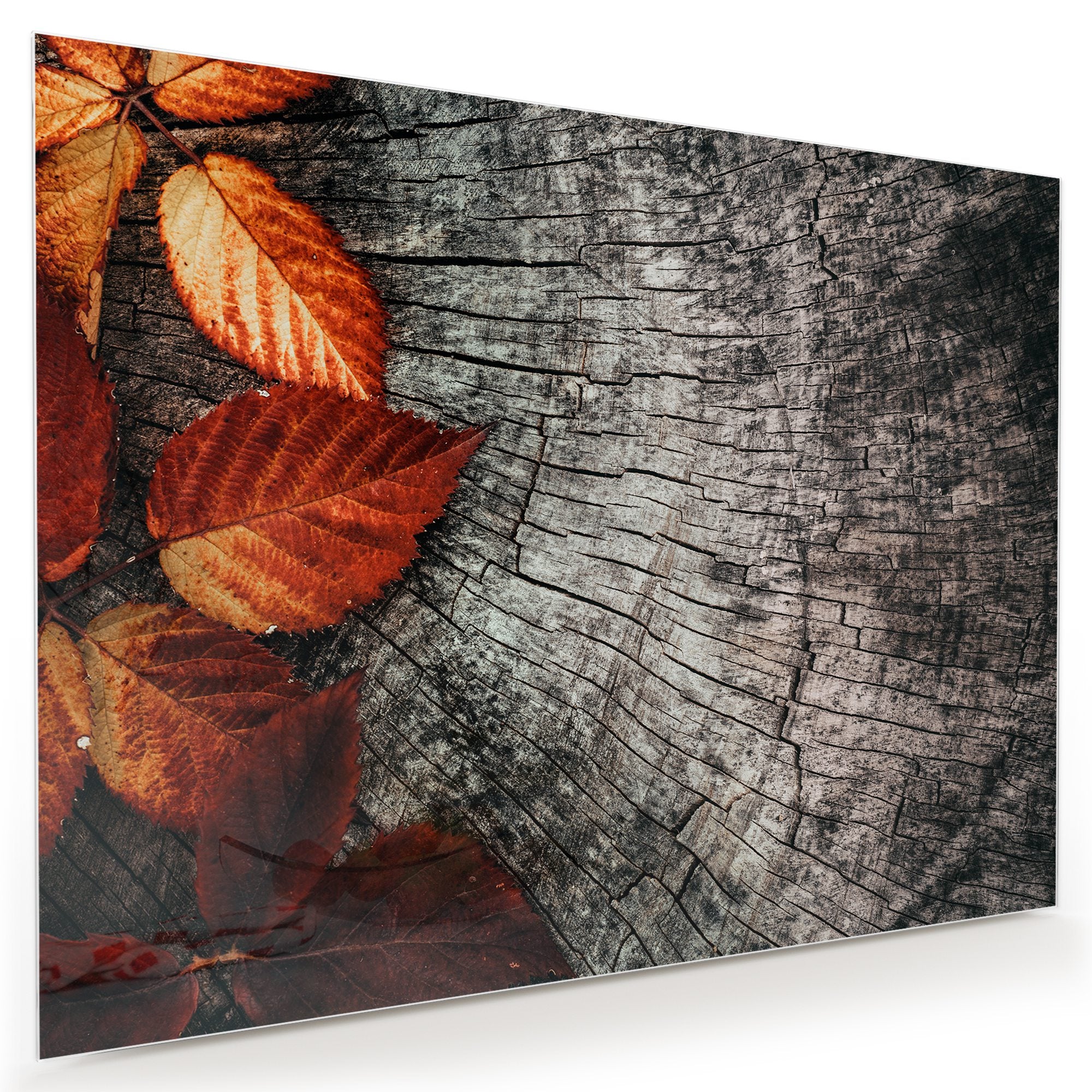 Wandbild - Herbstblätter auf Stamm