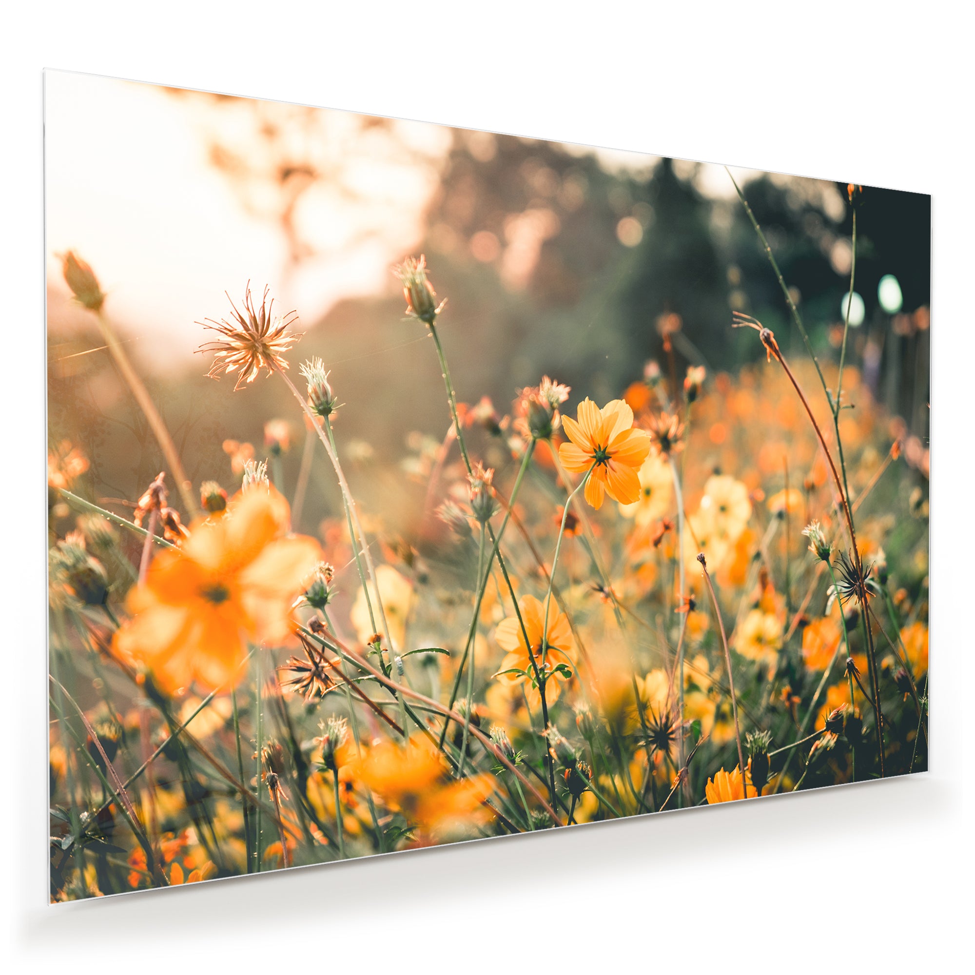 Wandbild - Gelbe Blumennatur