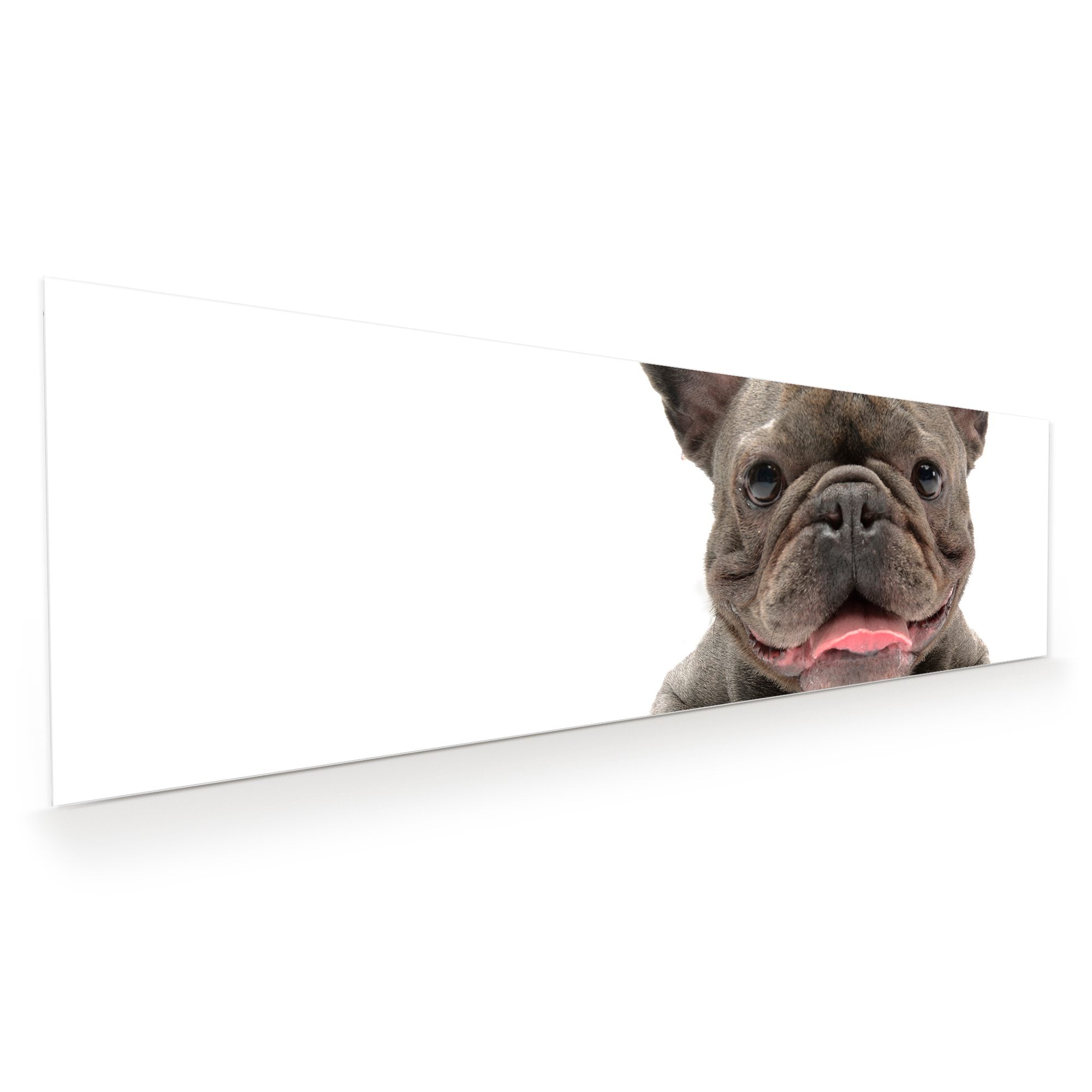 Wandbild - Französische Bulldogge