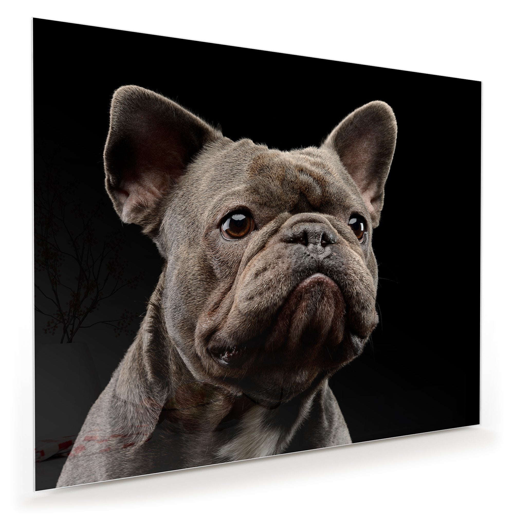 Wandbild - Portrait Bulldogge